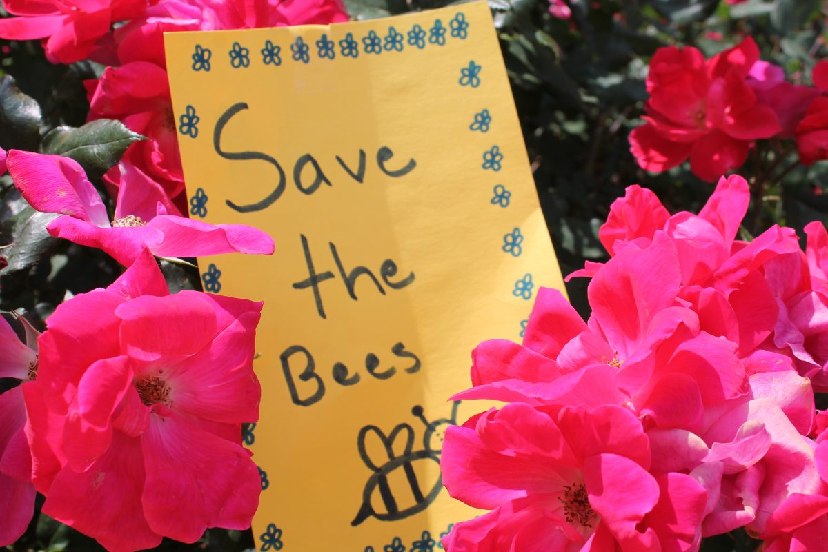 Student Council saves the bees