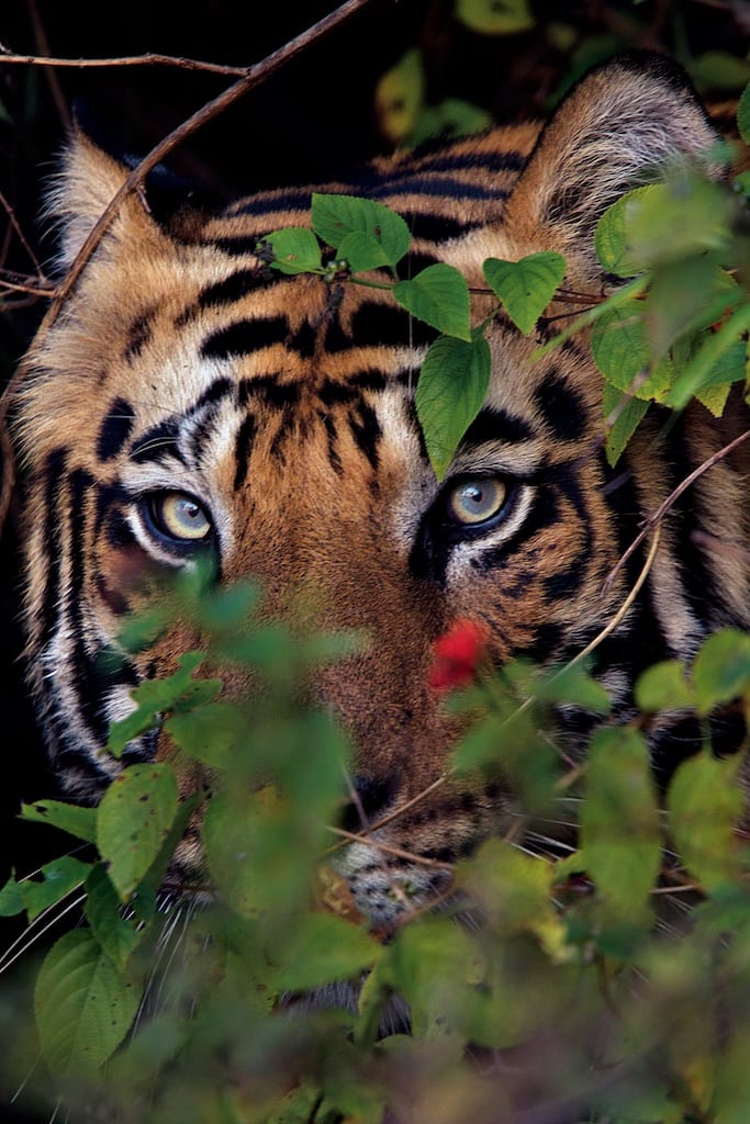 New male tiger photographed near a village after killing a cow inside Bandhavgarh.Photo by Steve Winter from his book Tigers Forever