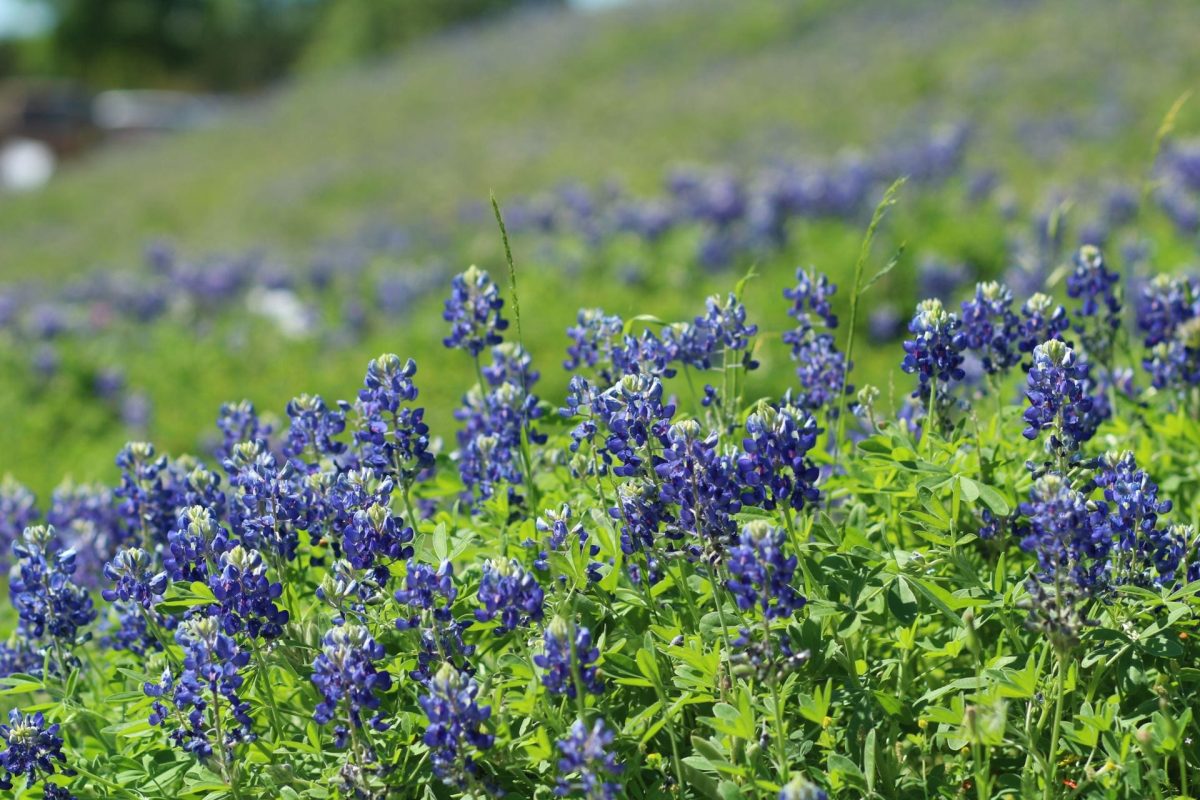 Bluebonnets+covering+a+hill.
